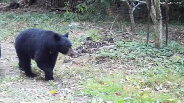 
                    Menino de 12 anos atacado por ursa nos EUA. Deu-lhe um murro e salvou-se
                