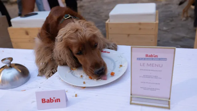 
                    Chef premiado com duas estrelas Michelin preparou jantar... para cães
                