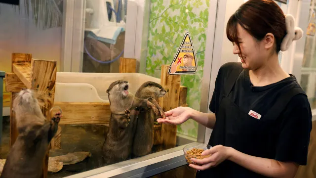 
                    Owl Otter Cafe, o café onde pode acarinhar animais resgatados
                