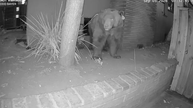 
                    Urso que se tornou viral por viver 