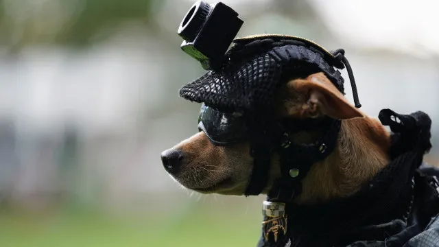 
                    Eis Comando, o chihuahua de 21 cm que se juntou à Guarda do México
                
