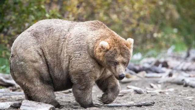 
                    Backpack vence Fat Bear Week e é coroado o urso mais gordo do Alasca
                