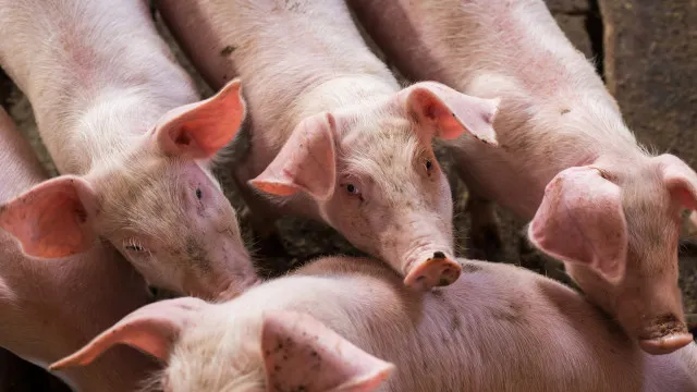 
                    Estratégia para setor da suinicultura com 450 milhões para 2028-2034
                