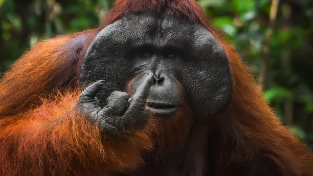 
                    Tente não rir com as 40 fotografias mais cómicas da vida selvagem
                
