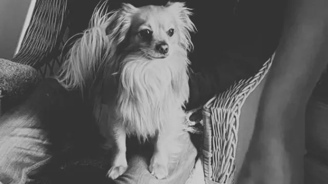 
                    Cão morre atacado por outro canídeo na Ericeira. E não será caso único
                