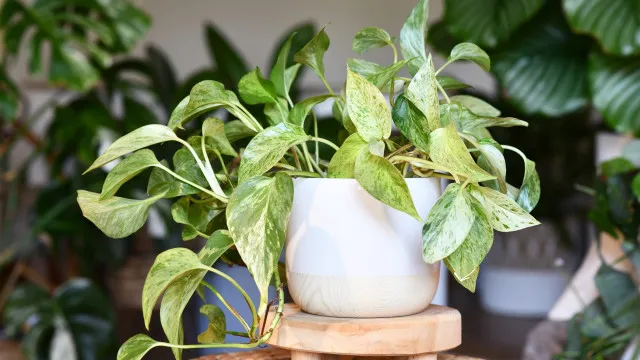 
                    7 plantas para se ter em casa que crescem num instante
                