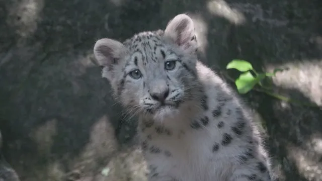 
                    Zoo do Bronx introduz nova cria de leopardo-das-neves. Eis o vídeo
                