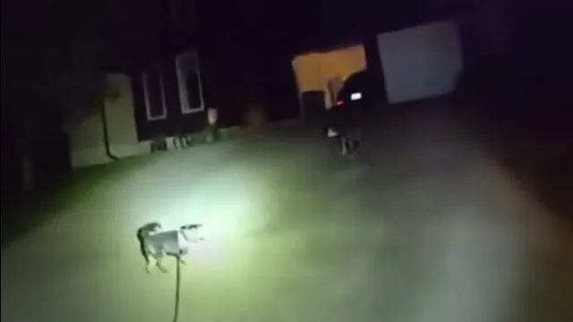 
                    Cão pede ajuda à polícia salvar dono. Estava caído em casa há 3 horas
                