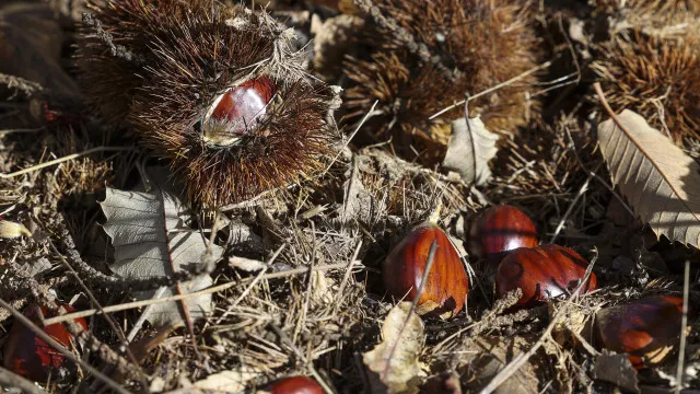 
                    Vespa da galha do castanheiro pode afetar produção de castanha em Vinhais
                