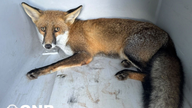 Raposa ferida resgatada em Ponte de Lima. Terá sido atropelada