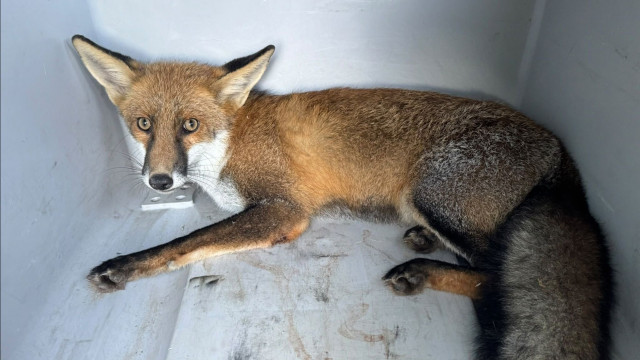 Raposa ferida resgatada em Ponte de Lima. Terá sido atropelada