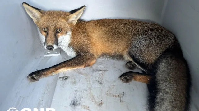 
                    Raposa ferida resgatada em Ponte de Lima. Terá sido atropelada
                