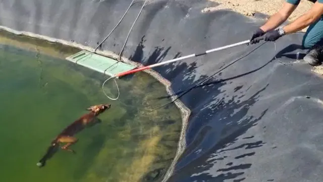 Raposa resgatada de reservatório de água em Alicante. Veja o momento