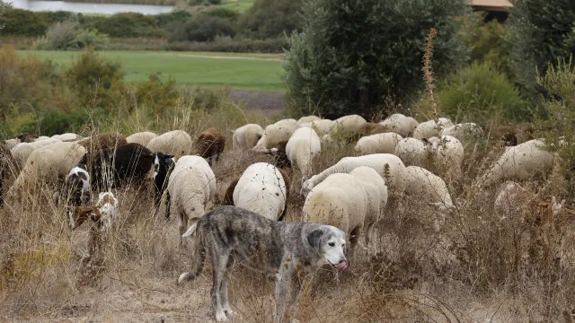 
                    Ovelhas e cabras fazem manutenção natural de empreendimento em Silves
                