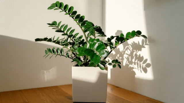 
                    5 plantas à prova de preguiçosos que sobrevivem quase sem água
                