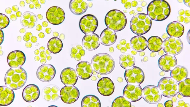 
                    Tecnologia desenvolvida em Coimbra deteta sinais elétricos em microalgas
                