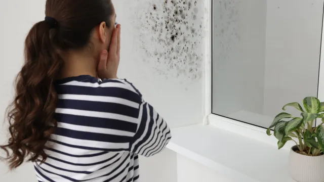 
                    Os motivos pelos quais a sua casa fica com mofo e humidade no outono
                
