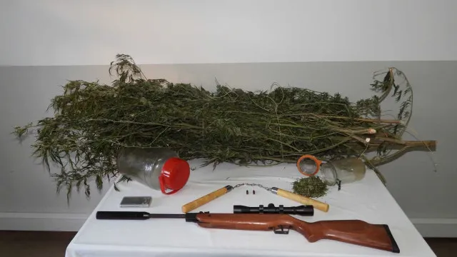 
                    Homem detido por cultivar droga em Chaves: GNR apreende canábis e armas
                