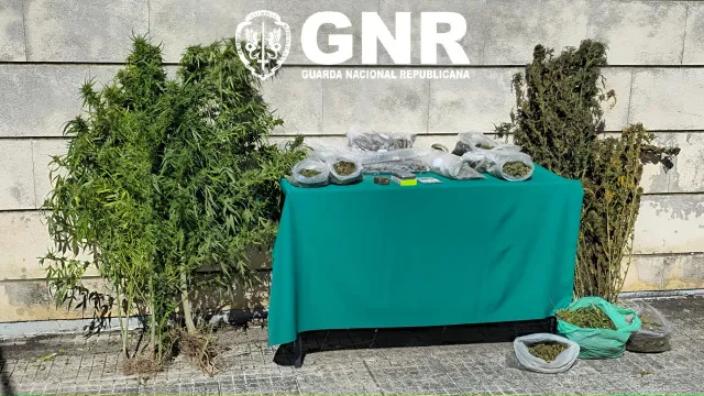 
                    Detido por tráfico de droga em Alcobaça. Apreendidas 7 plantas de canábis
                