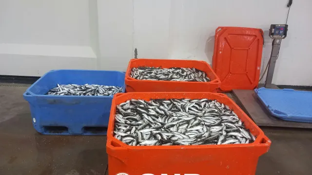 
                    Apreendidos mais de 870 kg de sardinha por excesso de captura diária
                