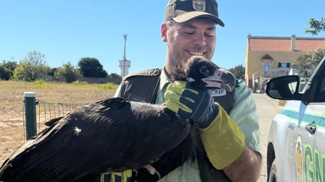 
                    Abutre-preto ferido resgatado pela GNR em Alcochete
                