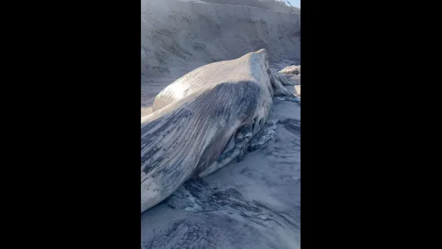 
                    Baleia de 20 toneladas exposta em praia de Ovar após arrojar em março
                