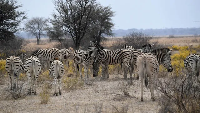 
                    SADC: É preciso gestão antecipada dos riscos climáticos na África austral
                