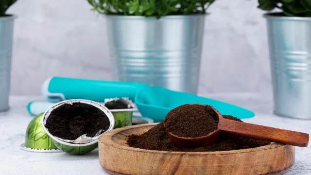 
                    Usa as borras de café para fertilizar plantas? Especialista deixa alerta
                