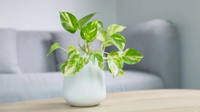 
                    Esquece-se de regar as plantas? Estas 5 espécies são perfeitas para si
                