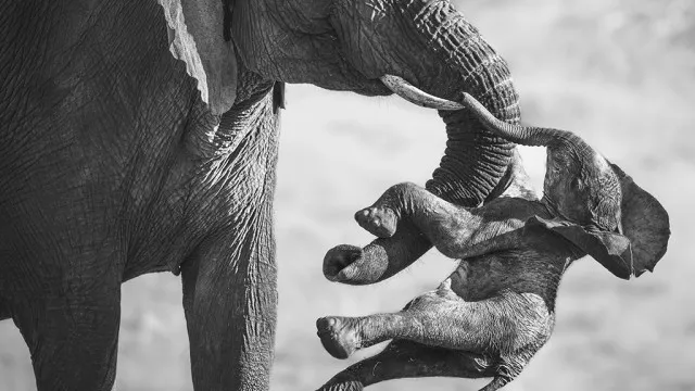 
                    Fotografia de elefante e cria morta vence prémio. 