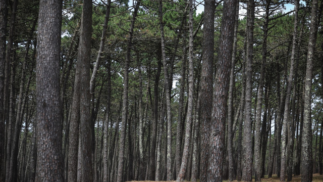 Navigator investe 84 milhões em apoio florestal com incentivos até 50%