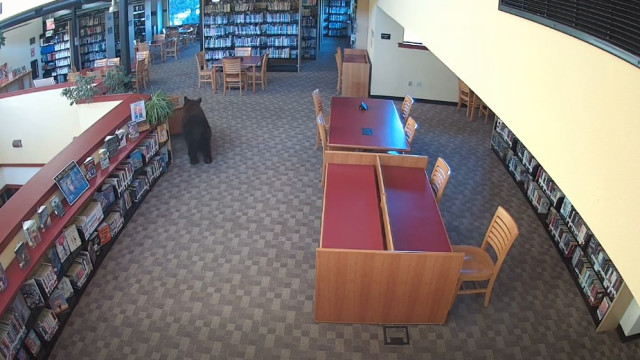 Urso visita biblioteca no centésimo aniversário de Winnie-the-Pooh: Veja