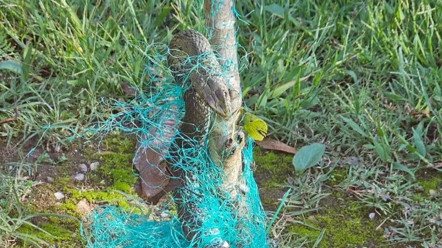 GNR resgata cobra "presa numa rede de proteção" em Ponte de Lima 