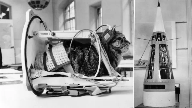 
                    Há 63 anos, Félicette foi a primeira gata a ir ao Espaço. Recorde
                