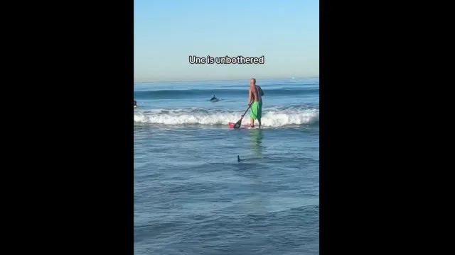 Tubarão nada entre surfista na zona de rebentação em praia de Los Angeles