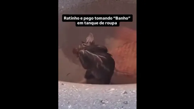 "Até dei um grito". Mulher encontra rato a tomar banho em tanque da roupa