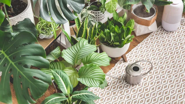 6 dicas de jardineiros para plantas mais viçosas e saudáveis