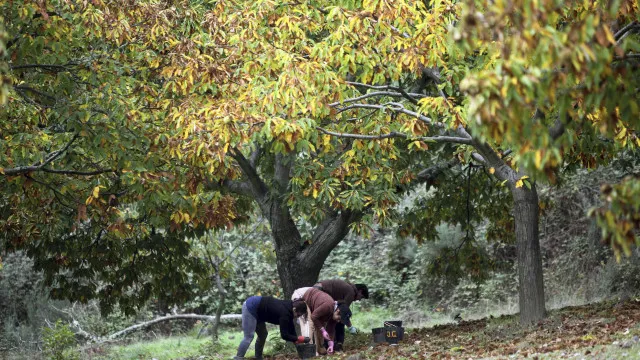 
                    Produtores de Valpaços apontam para quebra de produção de castanha
                