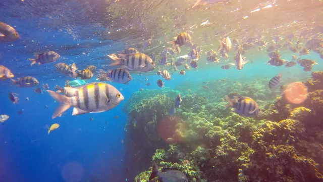 Cerca de 96% dos recifes de coral enfrentam risco de colapso em 50 anos