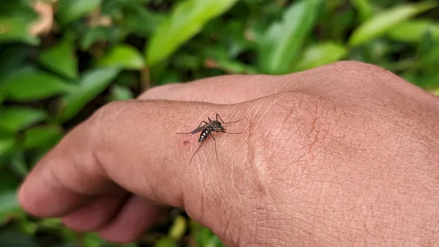
                    Mosquitos e vírus emergentes em Portugal: Quais os riscos e como prevenir
                
