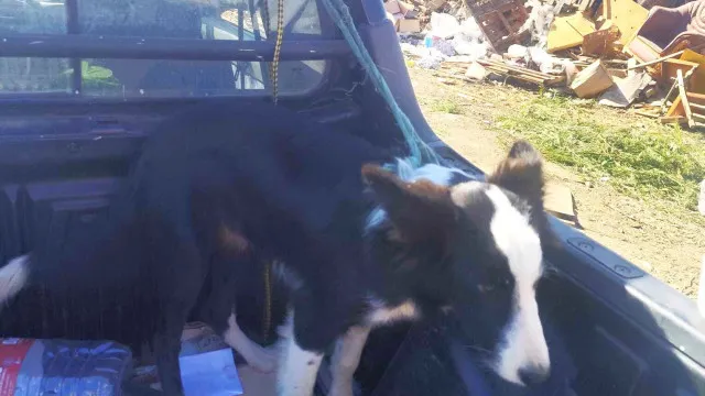 Homem e mulher detidos em flagrante por furto de cão em Sousel