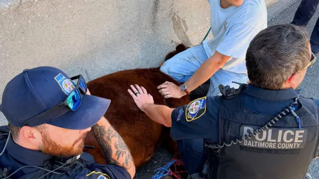 "Vaca à solta" em bairro... acaba em autoestrada de Baltimore. Ora veja