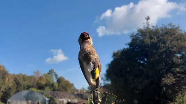 Homem de 73 anos detido por captura ilegal de aves em Valongo