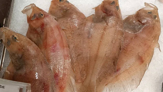 Portugal esgota 80% da quota do areeiro e pesca é encerrada
