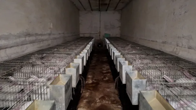 Coelhos mortos à pancada, galinhas com ratos: 3 explorações denunciadas
