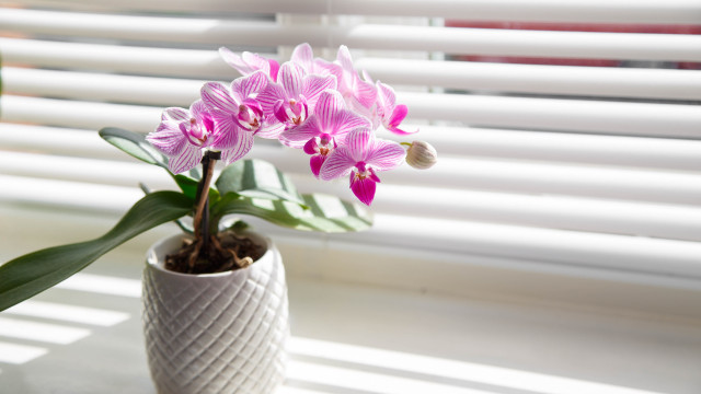 Dicas de especialistas em plantas para a sua orquídea dar flor (Foto: Reprodução)