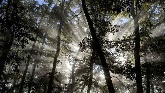 
                    WWF investe 100 mil euros na recuperação de Mata Nacional na Nazaré
                