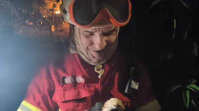 
                    Bombeiros salvam animais durante fogo em barracões de Loures
                