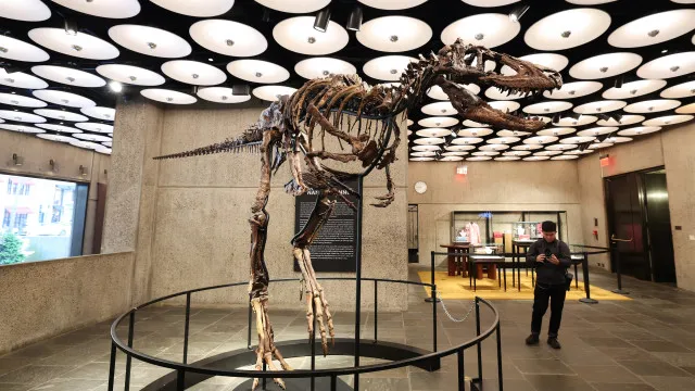 Este dinossauro é dos fósseis mais caros do mundo: 47 milhões de dólares