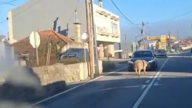 Porco circula na Estrada Nacional 13 em Esposende. E há vídeo